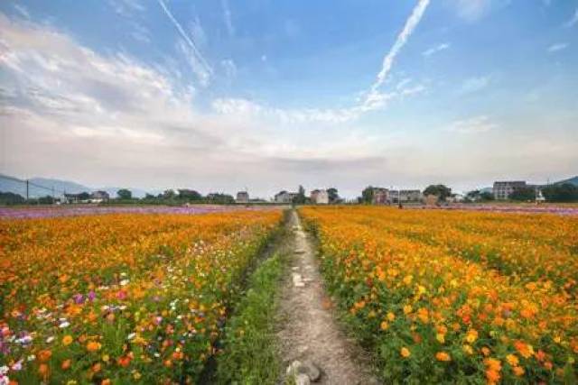 『花海 漂流』 08/05 静赏百亩花海,动可激情漂流,天目花海漂流老少