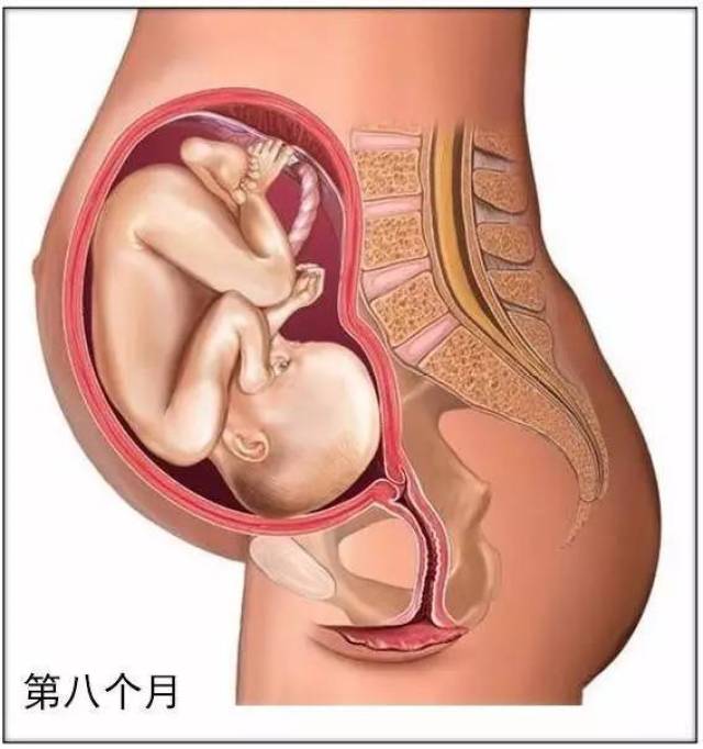 怀胎10个月,图解胎儿的生长发育过程及妈妈们生产全过程!