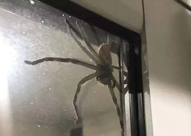 吓尿了!小情侣在家吃饭,忽然门上爬出半米长的巨型蜘蛛.