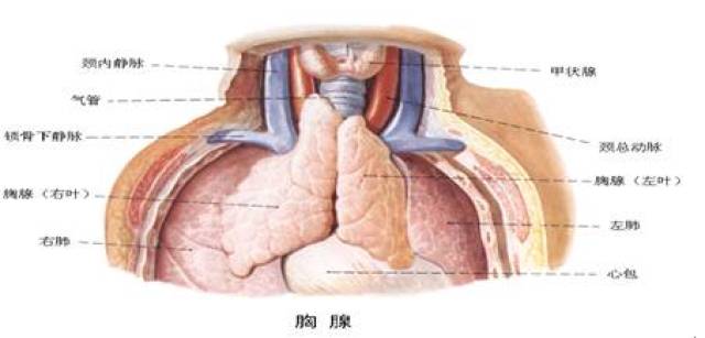 容易被忽视的胸腺瘤 我院率先开展"剑切术"