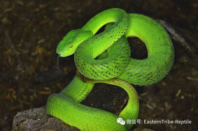 【前言】 竹叶青蛇属( trimeresurus ) 国内物种俗称:青竹蛇,青竹彪