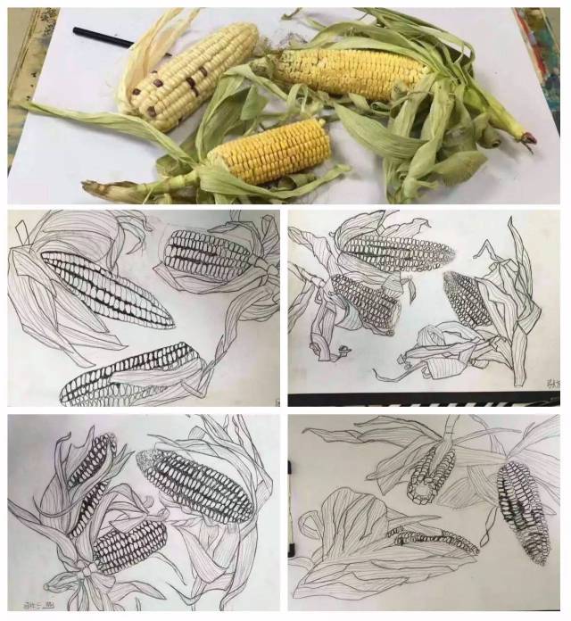 素描     《写生玉米》