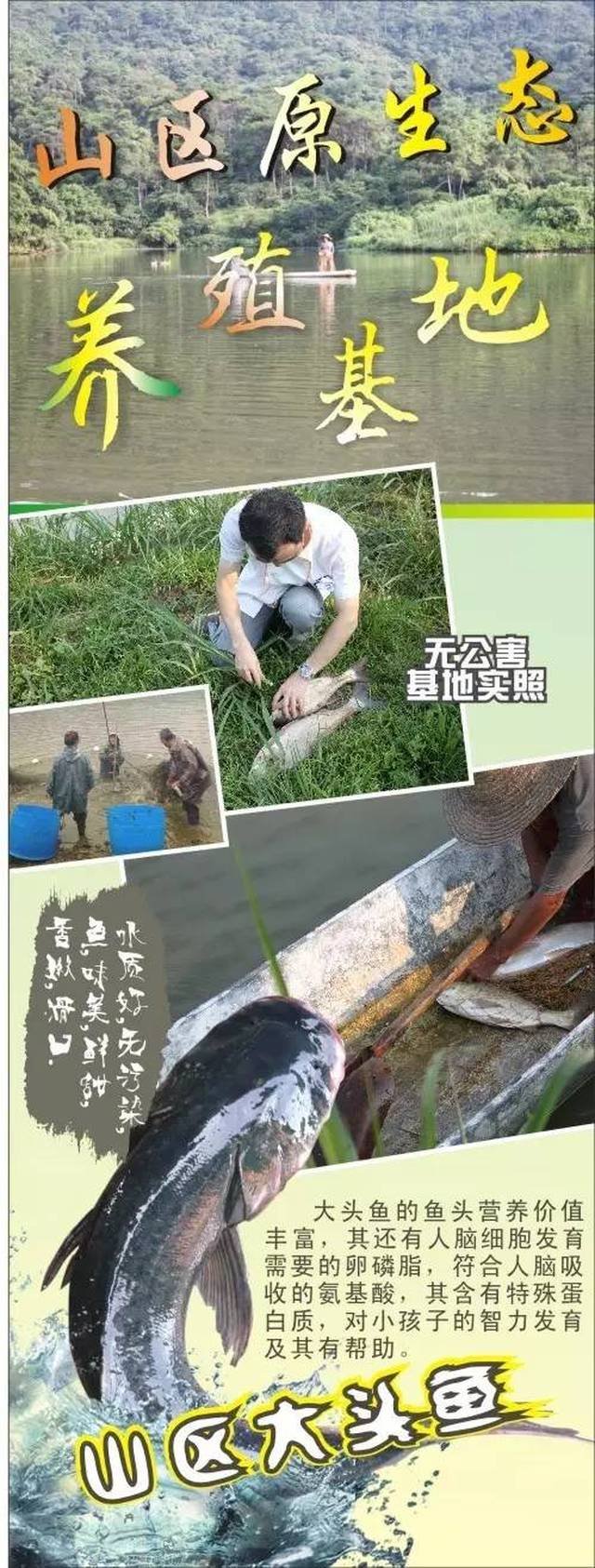 生猛的水库大头鱼全部都是山区原生态水库直供,保证天然无公害,味道鲜