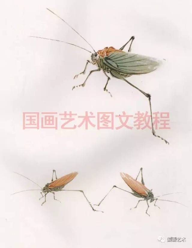 原纺织娘纹路是自上而下生成的,为了用笔方便,画时改为从下往上画,会