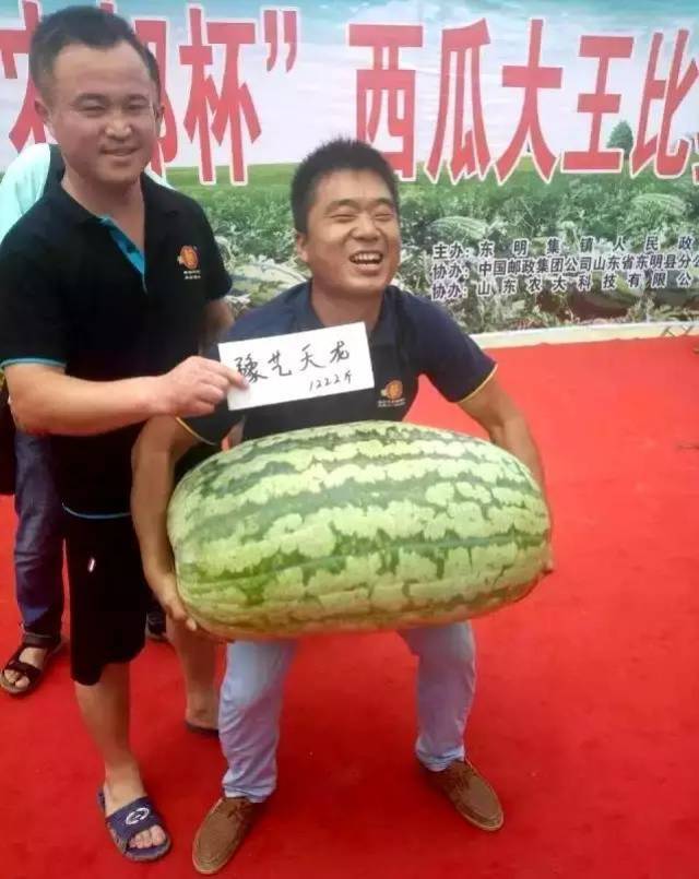 东明史上最大"瓜王"诞生!比你还重,敢吃吗?