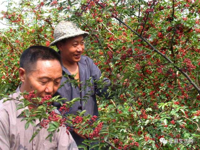 【自编 】礼县大滩山歌《摘花椒》