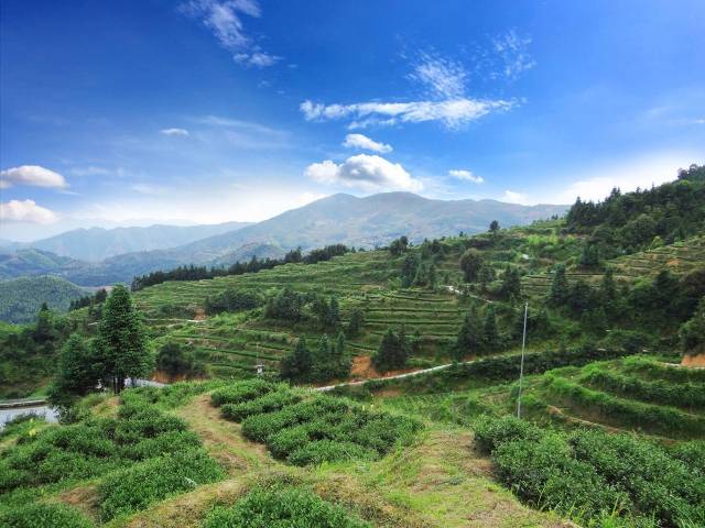 最美茶园参评丨永春县魁斗莉芳茶厂有机茶园基地