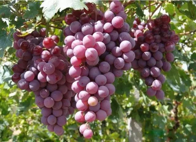宽广的葡萄架下果实累累,满坡都是各种各样的葡萄,供你慢慢挑选.