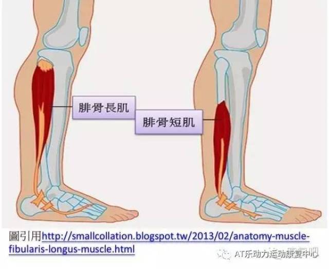 为什么脚踝易内翻而不是外翻?