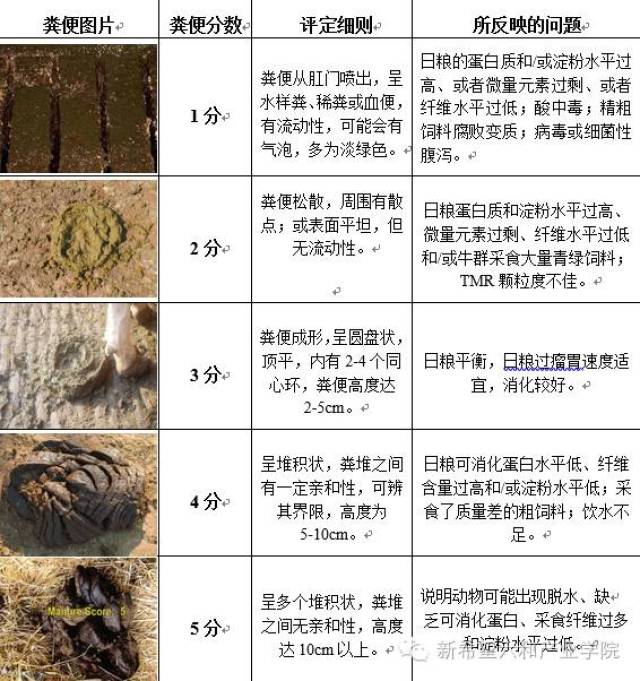 通过粪便评定与检查"窥探"奶牛营养状态