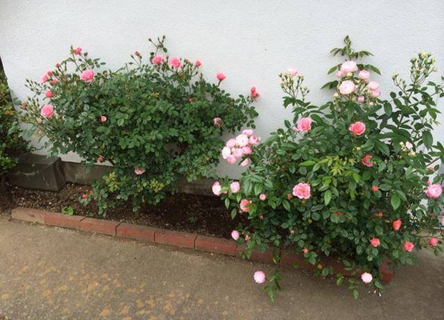 种满"玫瑰花"的院子,还真不一样