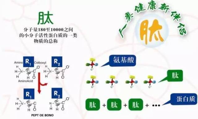 生命(人体—细胞—蛋白质—肽(小分子肽—氨基酸 人体蛋白