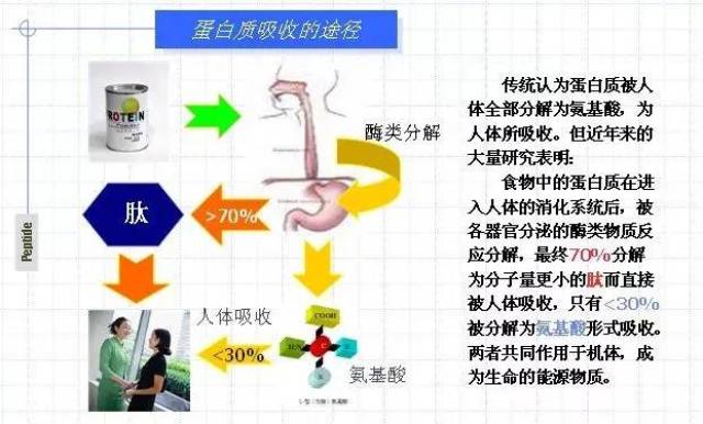 史上最全的肽与健康的那些事儿,你不能不知