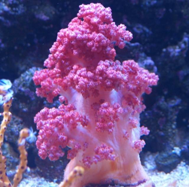 什么样的温度范围对于珊瑚来说更适合?