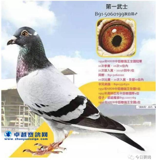 掀起"桑杰士"狂潮得归功于1997年的一羽名为"东风不败"桑杰士血统鸽