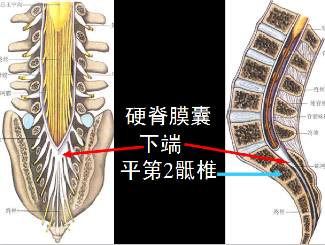 【值得分享】脊柱脊髓解剖(高清大图)