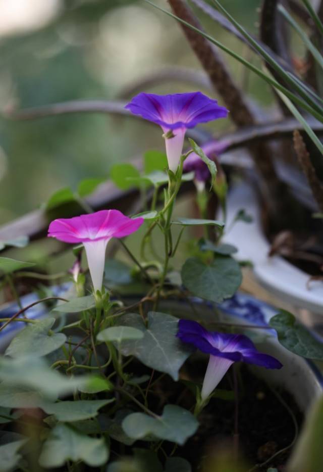 没开的花苞,花瓣紧裹拧来扭去的,扭成一个个彩色的"麻花.