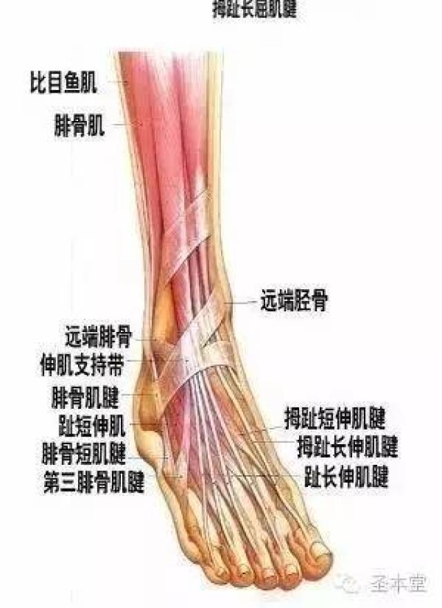 一侧或两侧同时发病,常见的病因有:足跟脂肪垫炎或萎缩,跖筋膜炎,跟骨