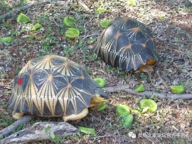 11中午晒太阳晒死 12被其他乌龟咬死 13被家中宠物吃掉 14出门散步被