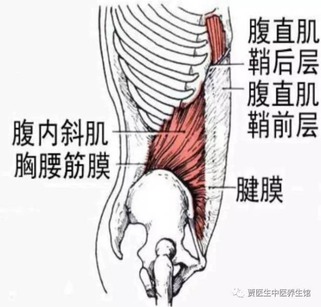 腹内斜肌位于腹外斜肌深面,起于 胸腰筋膜,髂嵴及腹股沟韧带外侧半