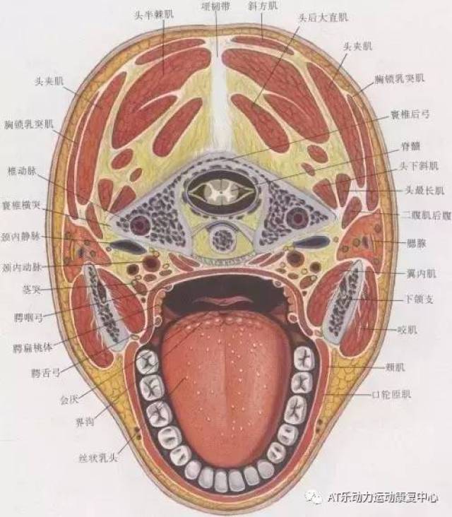 逆行隐神经营养血管皮瓣修复对侧小腿及足组织缺损的浅析