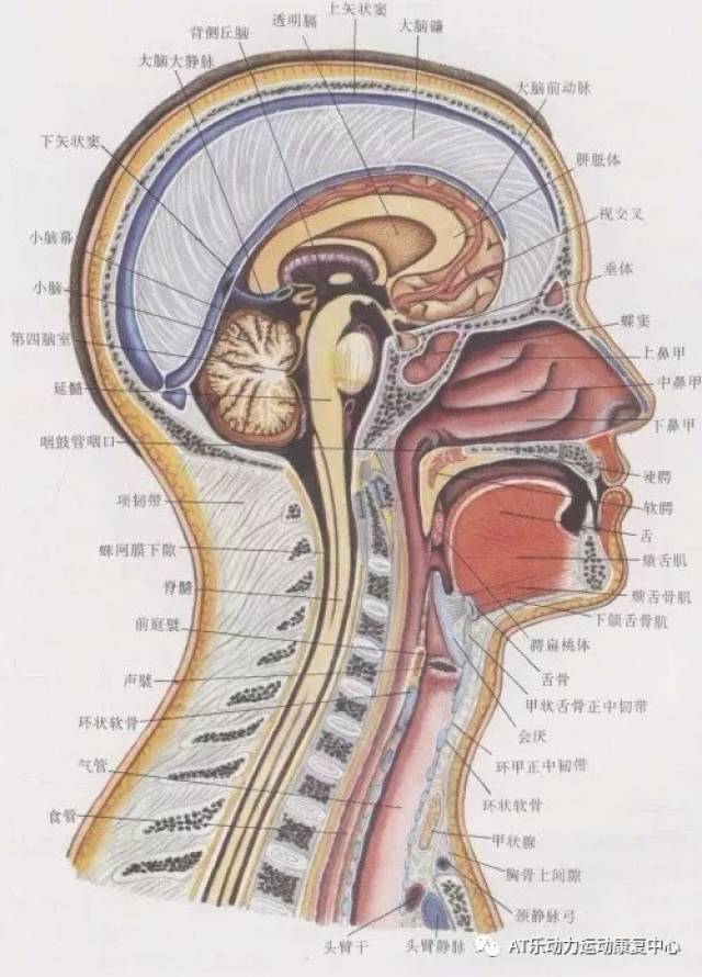 ③颈部交感干,主要 分布到颈部器官和头部腺体以及平滑肌组成的器官.