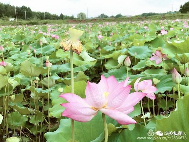 大美家乡|枞阳,那荷花盛开的地方!