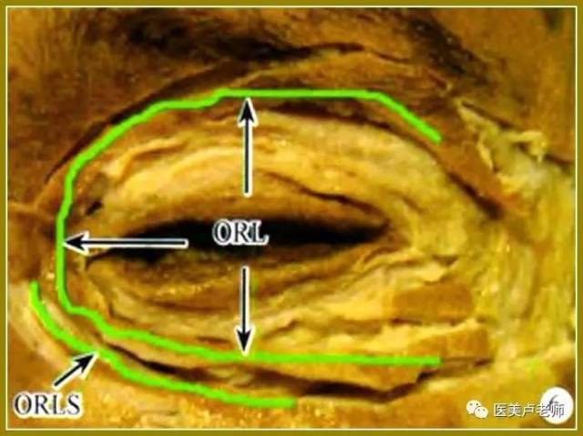 泪槽区域的临床解剖