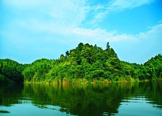 金龙湖在合江县凤鸣镇,杉树,松树,樟树成林,成片成片的楠竹,简直就是