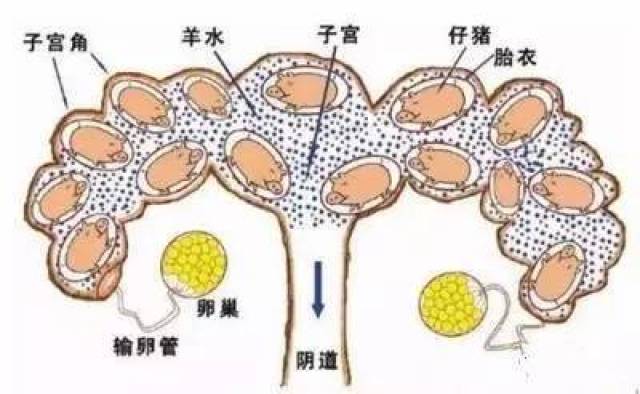 【技术】缩宫素的正确使用要点与禁忌