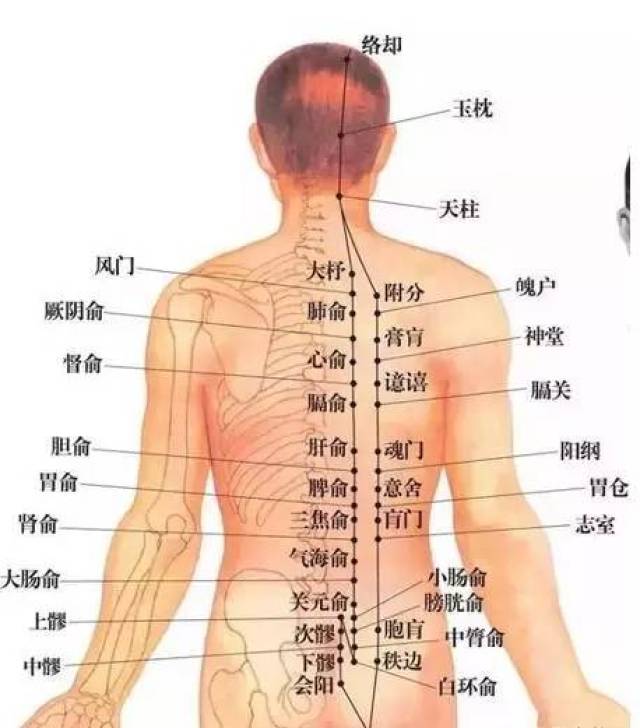 膀胱经在人体的背部,人体的五脏六腑均可在背部找到相应的对应区,如