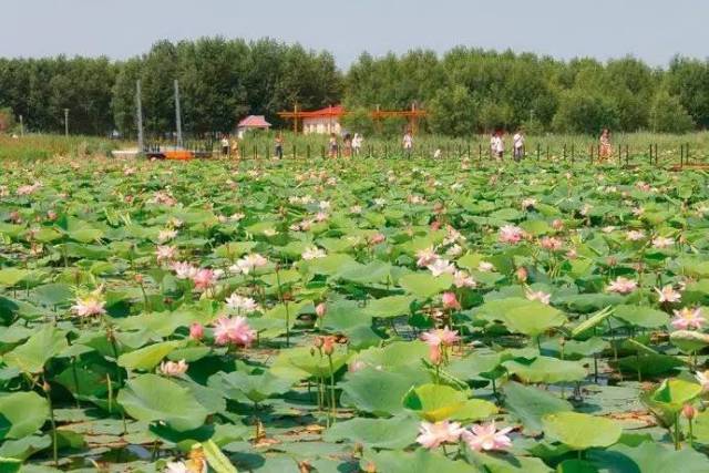 到了 莲花湖,你就会明白