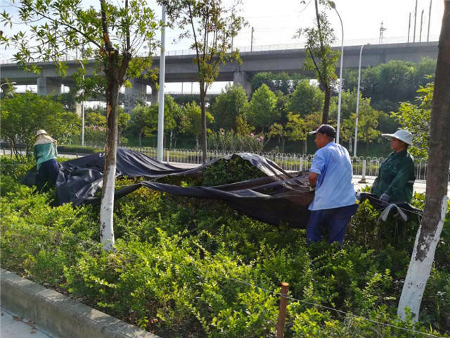 道路绿化带铺设遮阳网