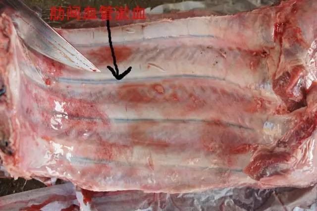 如何鉴别病死猪肉、注水肉、公猪母猪肉?