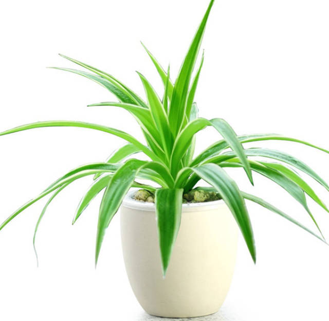 吸收甲醛10大家养植物
