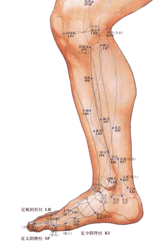 然谷穴位于人体的足内侧缘,足舟骨粗隆下方.