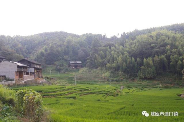 写在后面: 西坑村将紧紧抓住国家级旅游扶贫重点村这一契机,以乡村