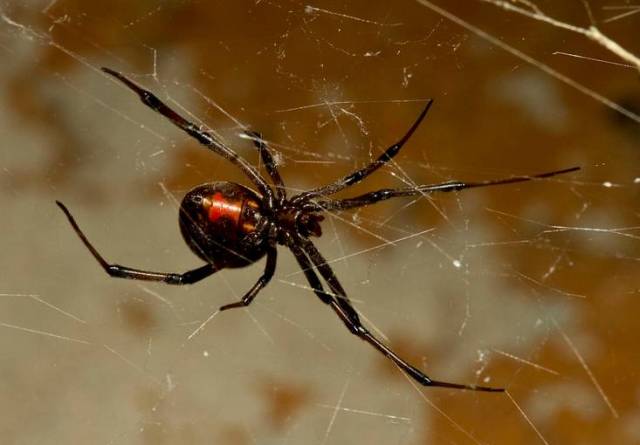 "黑寡妇"蜘蛛 网络资料图片