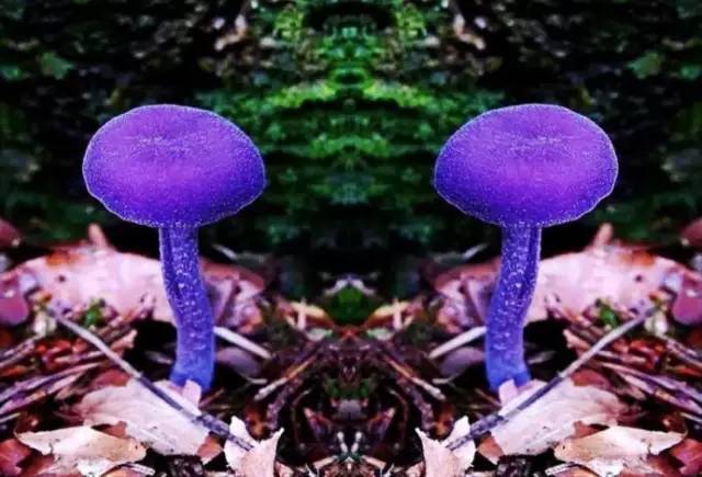 【高能预警】看图识别毒蘑菇!这13种蘑菇千万别吃!