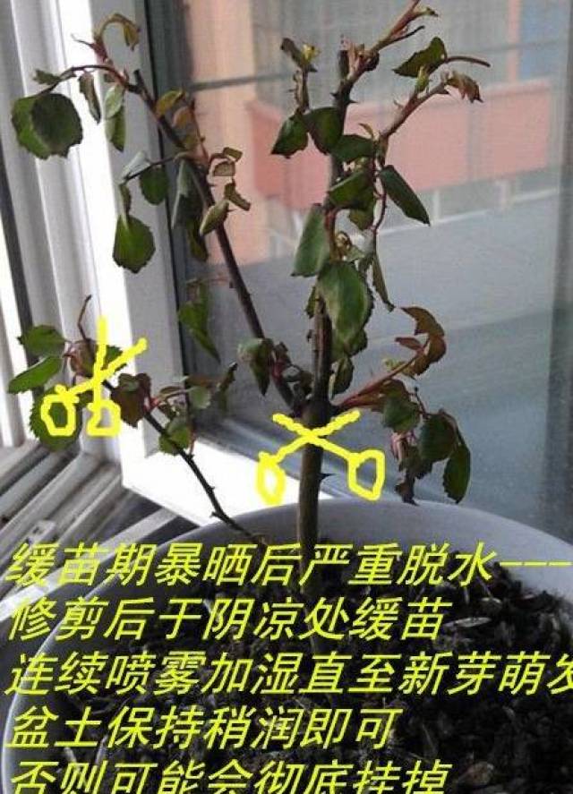 聊聊月季修剪的那些事 |各品类月季花修剪要点