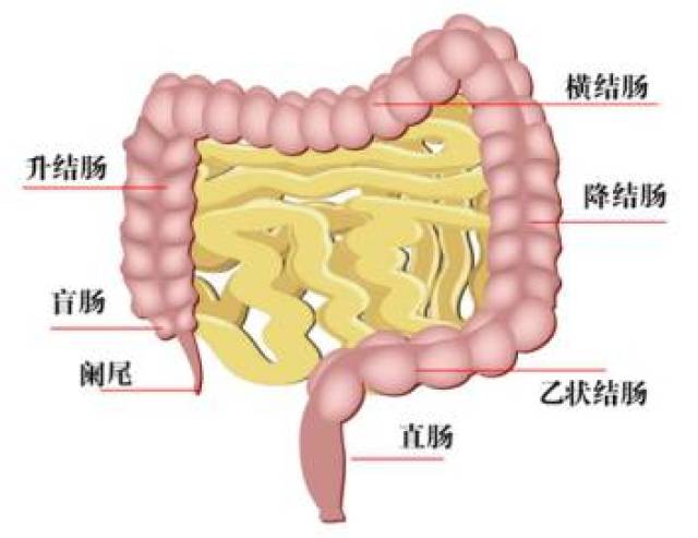 《新闻联播》前主播因结直肠癌过世 早发现5年生存率可达90%左右