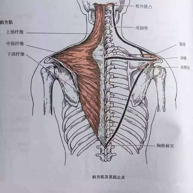 胸小肌可以把肩胛骨往前拉.