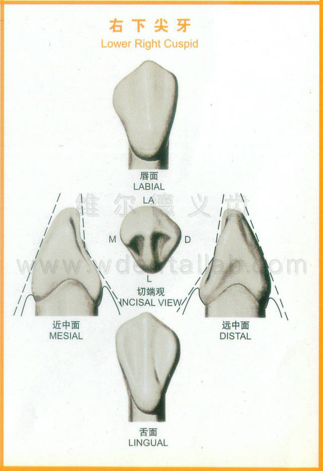 右下尖牙