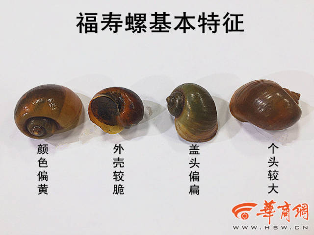 女子吃福寿螺致流产 夜市上你吃的市田螺还是福寿螺?
