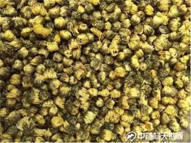 一线直击:江浙菊花长势好,北京菊货紧脱销_手机搜狐网