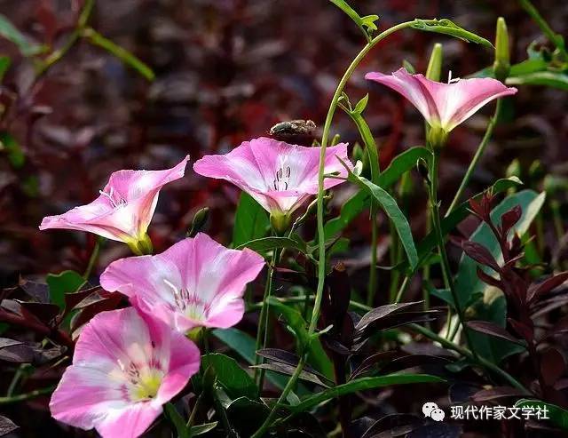 但那些山民对这花还有一种叫法,那就是狗头花,这样的叫法从何而来,我