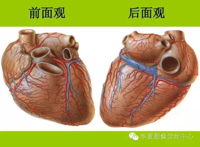 冠状动脉解剖,分段及基本疾病诊断