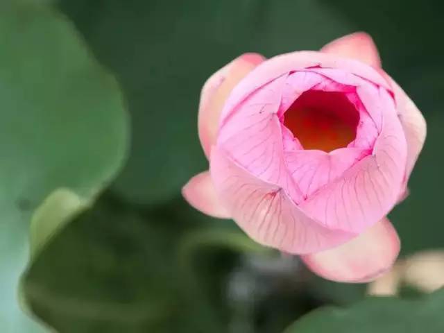 来生愿做一朵莲笛子简谱_笛子 来生愿做一朵莲 ,美美美,太美了