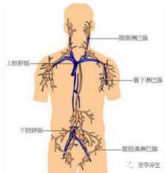 人体有两套循环管道,一套血液循环管道;另一套是淋巴循环管道,它不仅