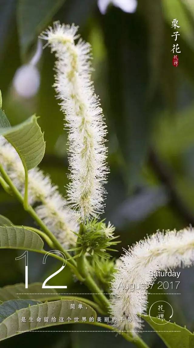 【每日一花】栗子花